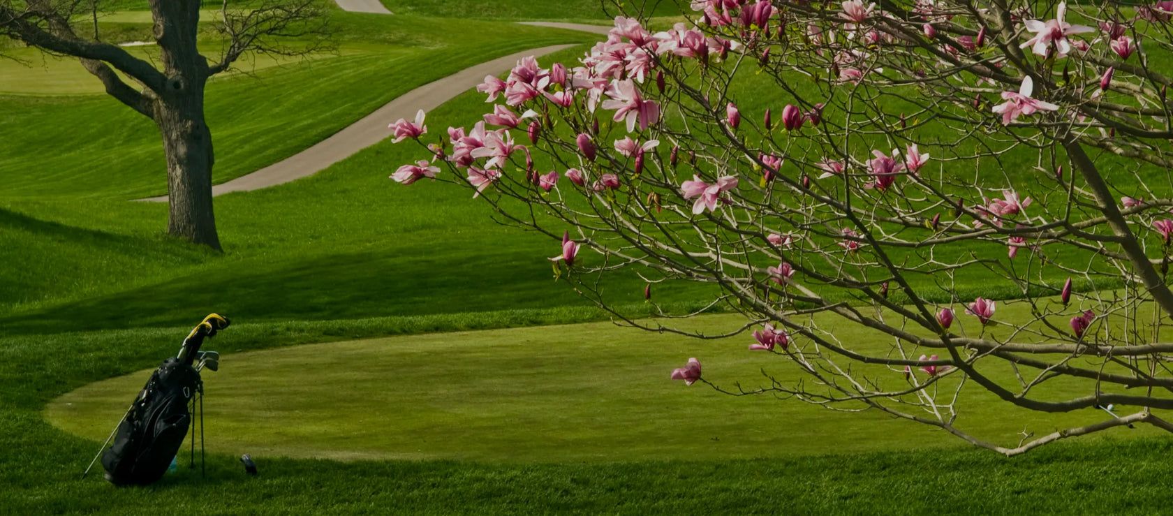 A blossom of magnolia tree on the golf course | MIA Golf Technology